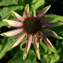 echinacea green envy